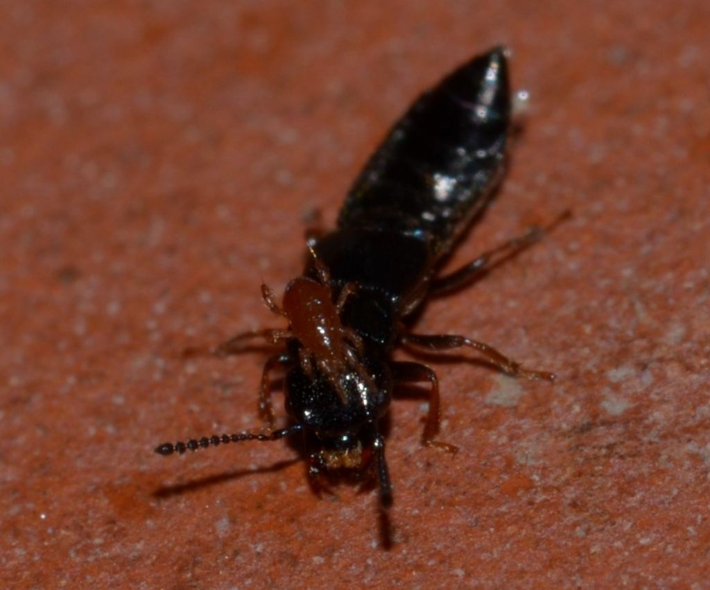 Staphylinidae da ID con acaro